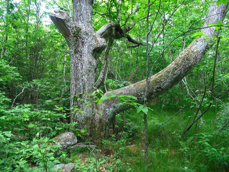 jef_20070605_004.jpg